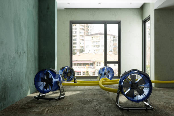 Best Basement water damage restoration  in Bridge City, LA